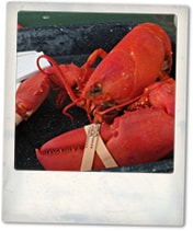 Food and Wine Matching: Crab and Lobster