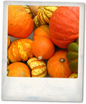 Food and Wine Matching: Pumpkin and Squash