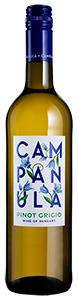 Campanula Pinot Grigio Campanula Pinot Grigio