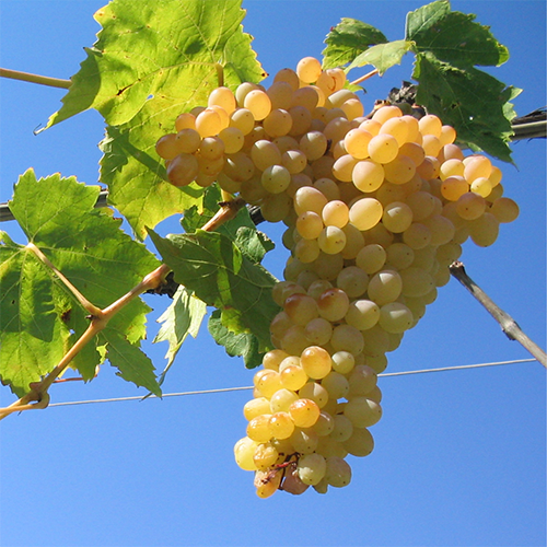 Averys Wines of Italy Cellar Tasting - Wed 25th May