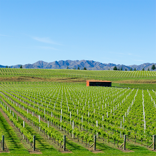Averys Australia and New Zealand Tasting - Wed 29th June Averys Australia and New Zealand Tasting - Wed 29th June
