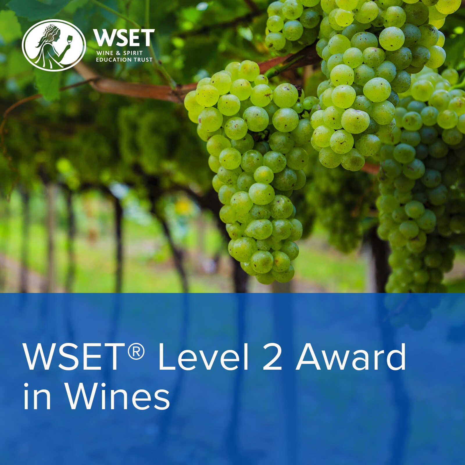 WSET Level 2 in Wines at Averys, Tues 9th May 2023 