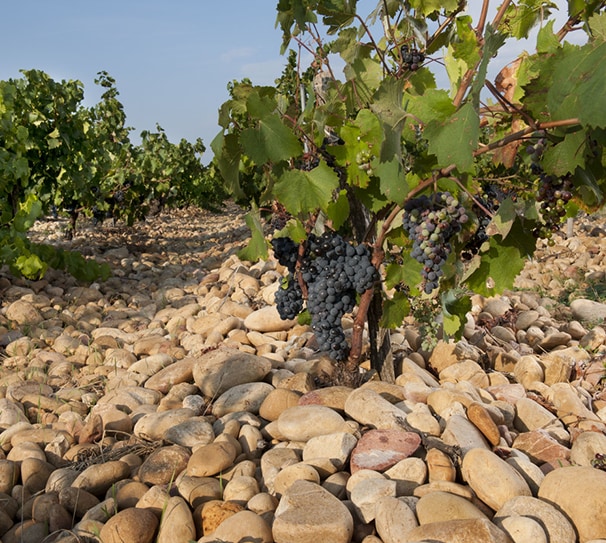 Averys Rhone & Provence Cellar Tasting - Friday 5th June 2026 