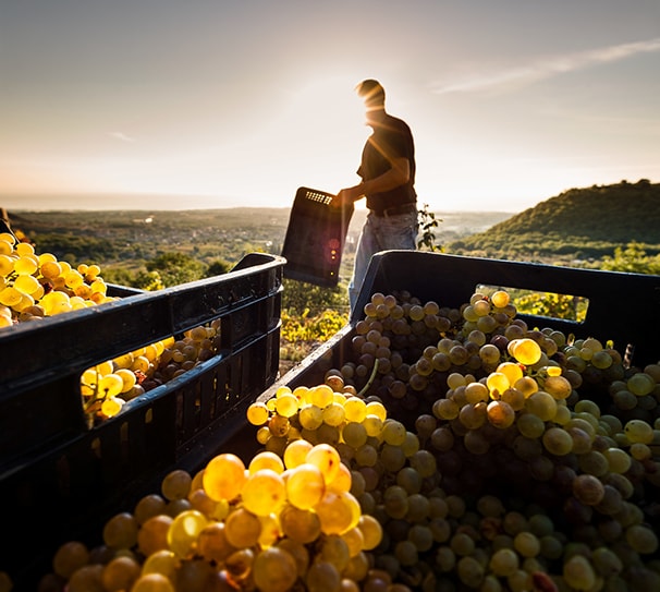 Aromatic White Wines Cellar Tasting 17th July 2026 